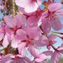 Prunus sargentii
